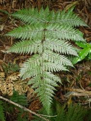 Lastreopsis hispida. Adaxial surface of mature 3-pinnate-pinnatifid frond.
 Image: L.R. Perrie © Leon Perrie CC BY-NC 3.0 NZ